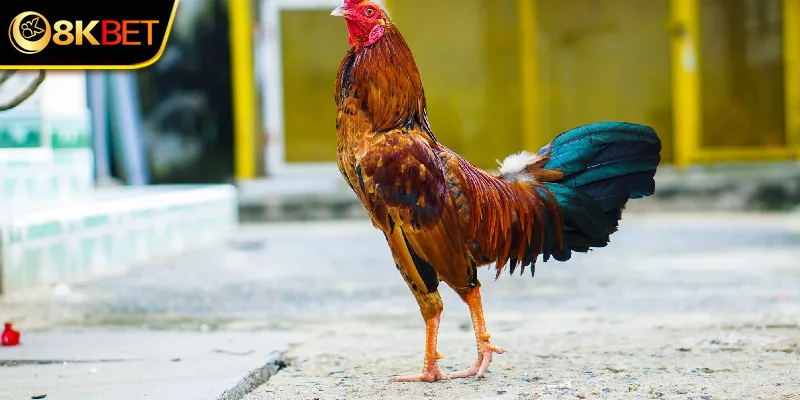 Đá gà tre 8KBET là gì