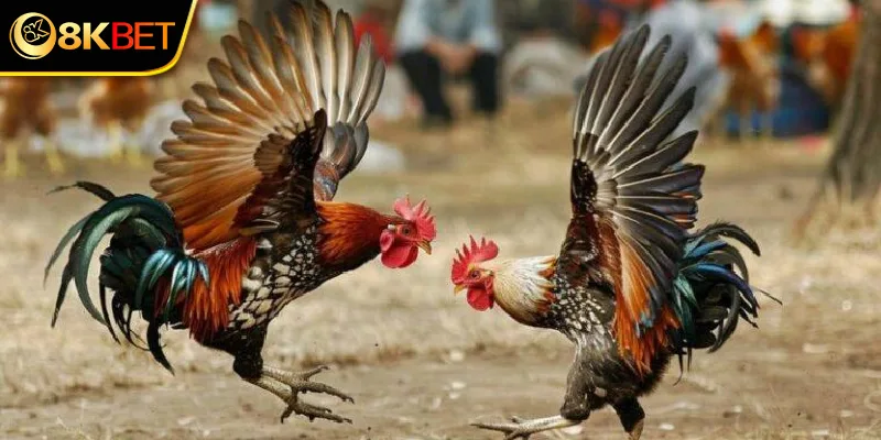 Hướng dẫn cách chọn gà tre