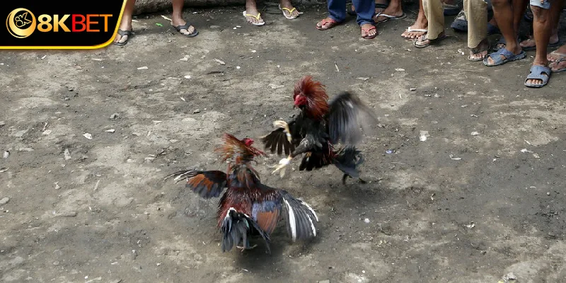 Kinh nghiệm tham gia đá gà tre