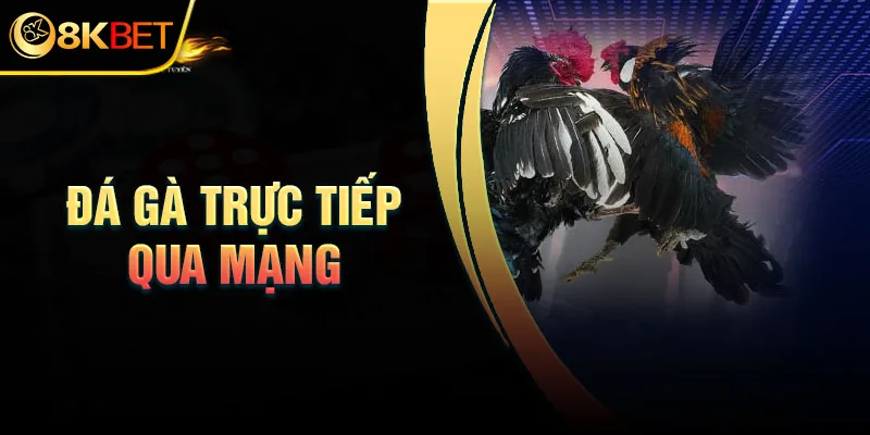 Kinh nghiệm tham gia đá gà trực tiếp C3