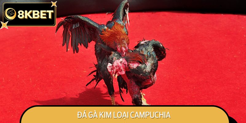 Đá Gà Kim Loại Campuchia